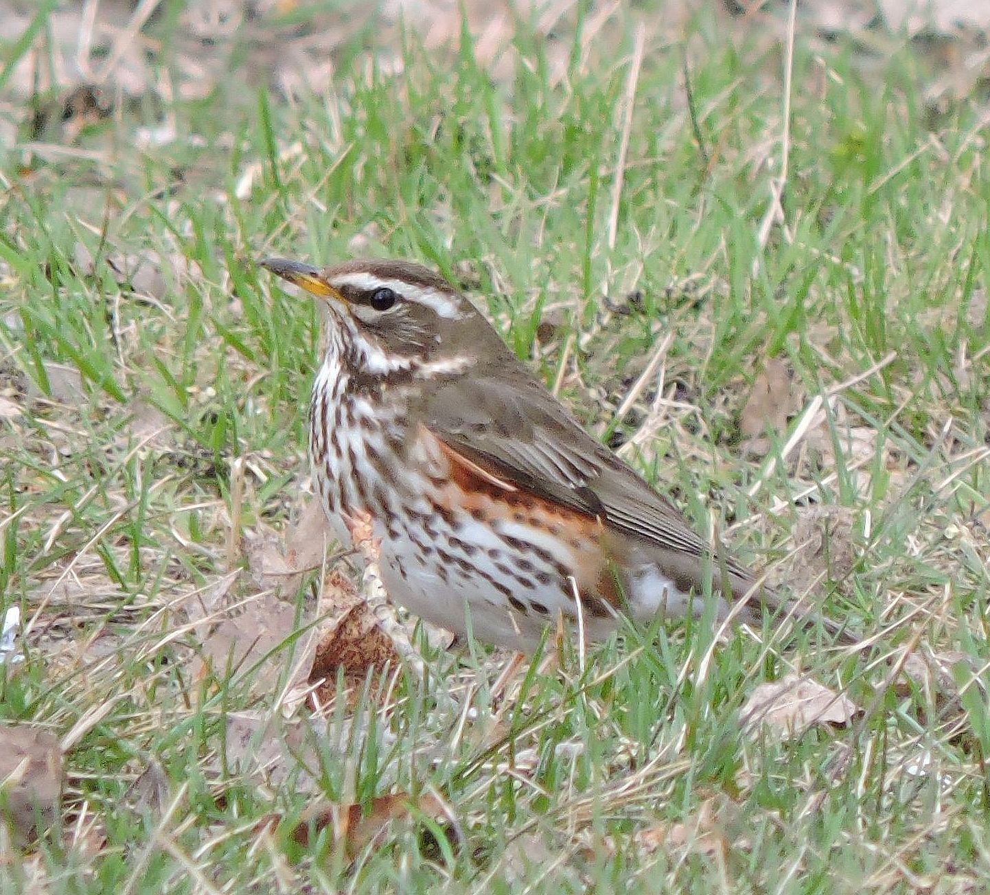 Мәскеу эскорттарының жаңа профильдері